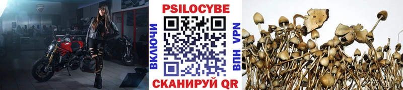 Псилоцибиновые грибы Psilocybine cubensis  Черногорск 